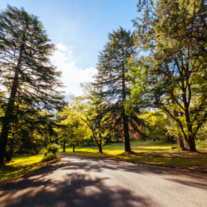 Highlights of Healesville, on eBikes (coming late Apr-25!)