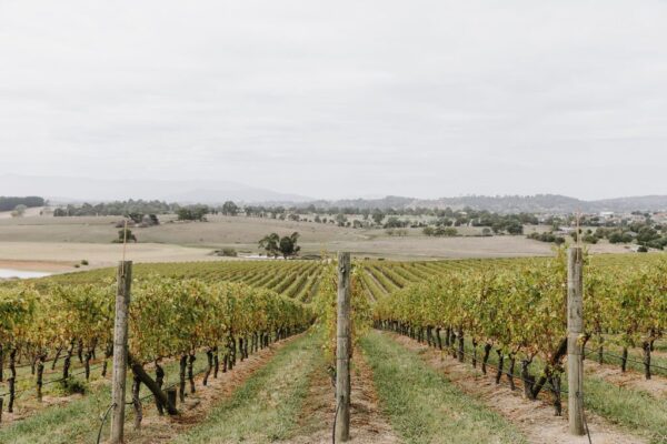 'Get in my belly!' Yarra Valley - Image 6